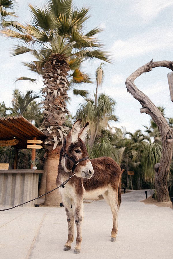Acre Resort - Animal Rescue Burro