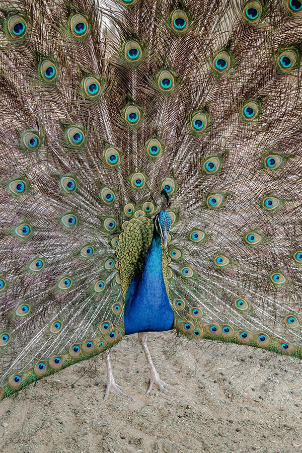 Acre Resort - Animals