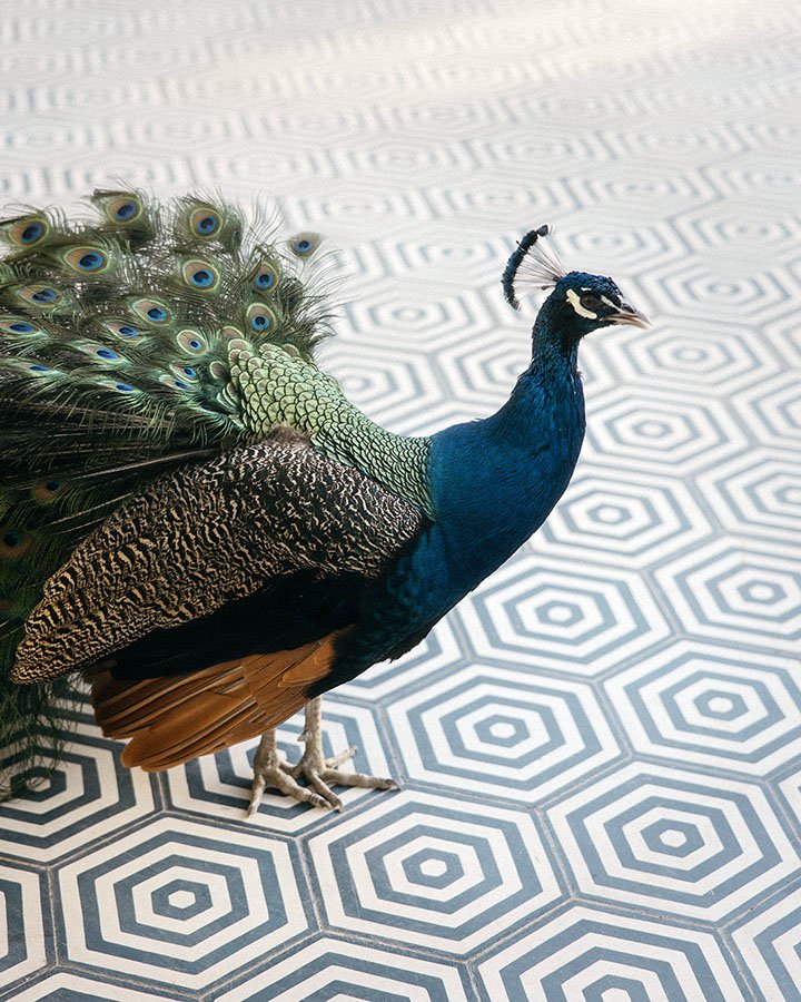Acre Resort - Peacock